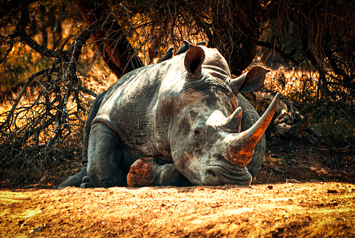 African Rhino