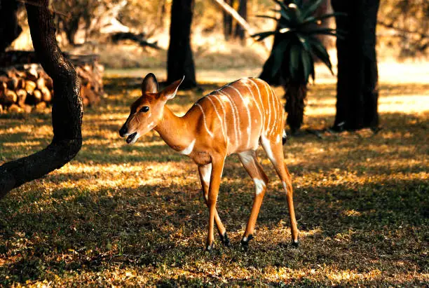 Photo of The inhala, or female niala, walking in the wild park in Swaziland