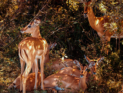 Female Nyala Antelope  a medium-sized antelope native to Africa.