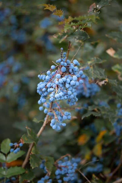 istock Mahonia shrub with ripe blue berries 1538110254