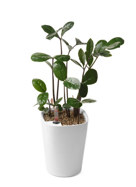 istock Smart white flower pot with watering system, water level indicator. Zamioculcas in a smart flowerpot. 1538114926