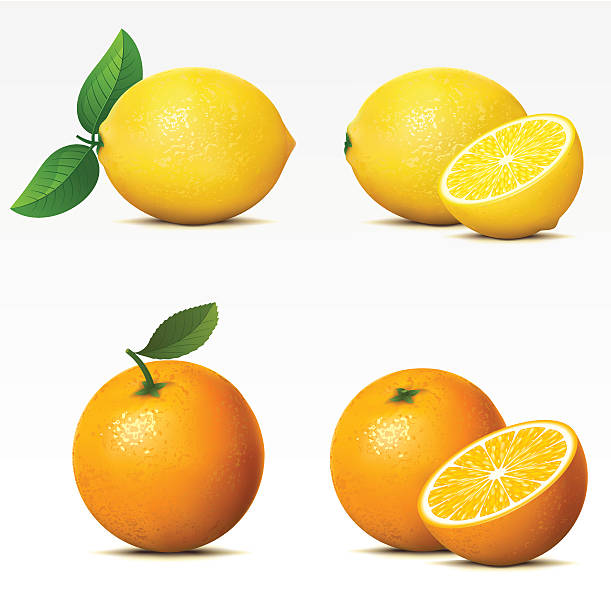 Lemon and orange both whole and cut in half Collection of fruits on white background Mesh.  orange color stock illustrations