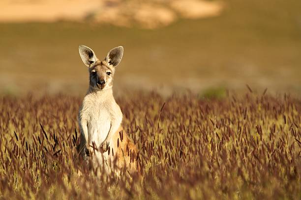 Cute Kangaroo in Australian outback