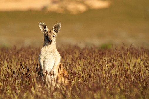 Short depth of field photo of kangaroo in the Australian outback