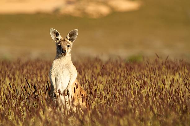 Cute Kangaroo in Australian outback Short depth of field photo of kangaroo in the Australian outback wallaby stock pictures, royalty-free photos & images