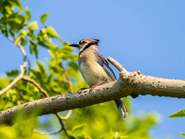 istock Small Blue jay bird perched on a thin branch in a lush, evergreen forest 1538130517