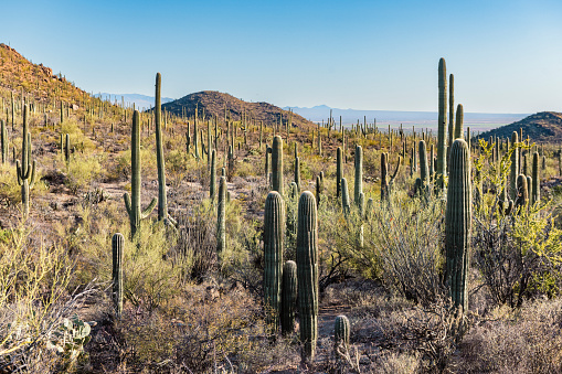 This giant Echinopsis atacamensis cactus standing sole and lonesome in the Atacama desert is around 5m high and typical for the dry climate's flora in northern Chile and the northeast Andes in South America.