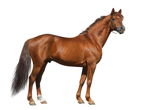istock Sorrel Don stallion isolated on white 153813511