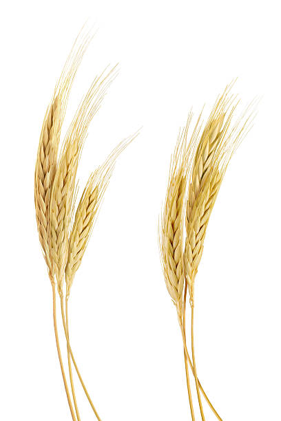 The stand golden barley on white background The best quality of barley. barley stock pictures, royalty-free photos & images