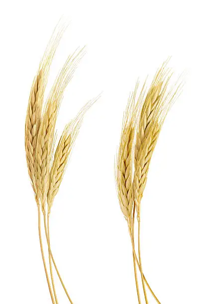 Photo of The stand golden barley on white background