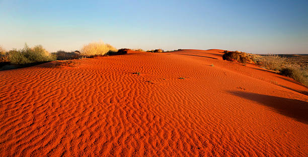 Red sand in Simpson Desert, Australian outback A sand dune at sunrise in the Simpson Desert, outback Australia. outback stock pictures, royalty-free photos & images