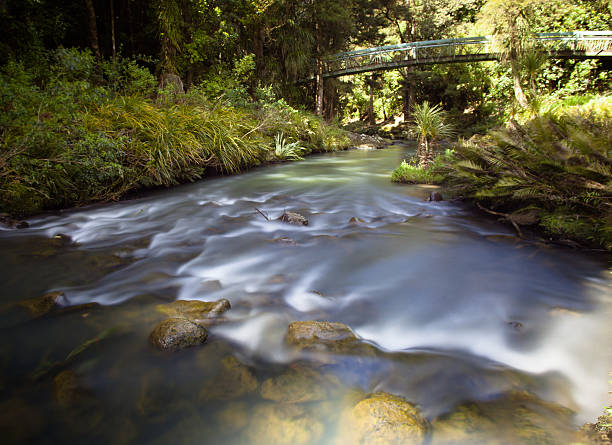 Forest Stream with Bridge stock photo