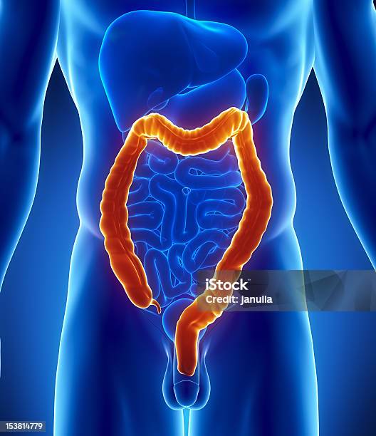 Foto de Colónmasculino Anatomia Sistema Digestivo e mais fotos de stock de Abdome - Abdome, Abdômen Humano, Anatomia