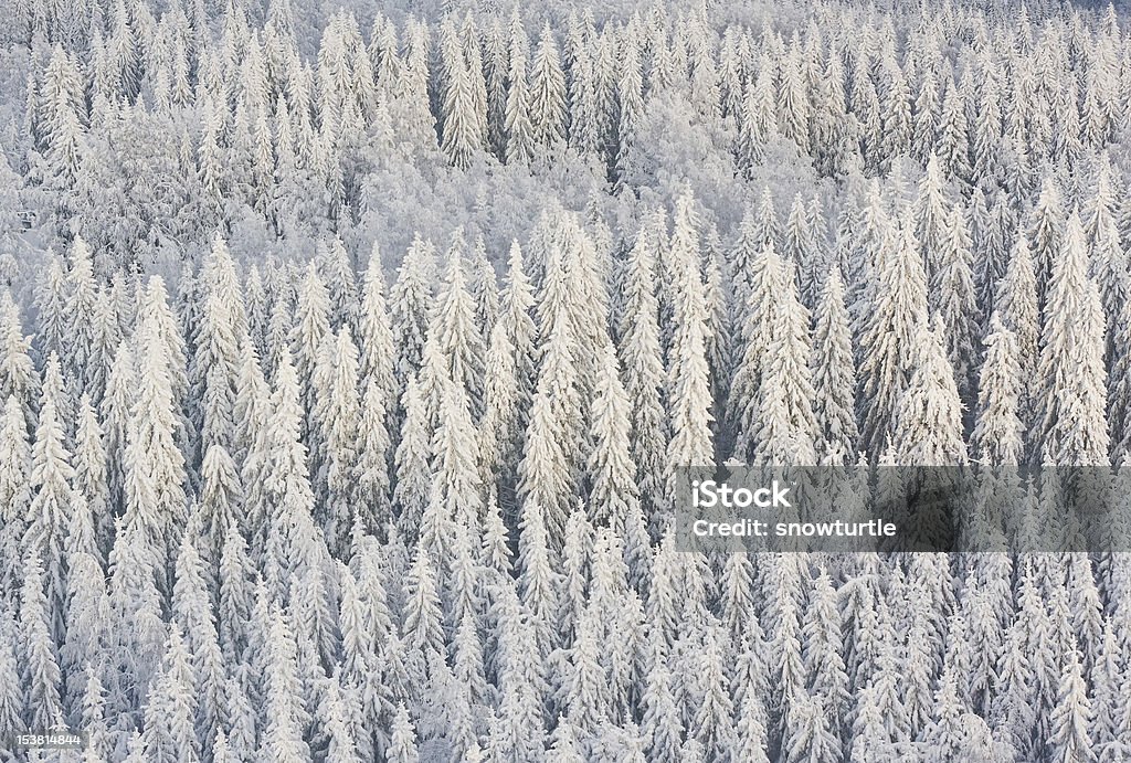 Forêt d'hiver Finlande - Photo de Arbre libre de droits
