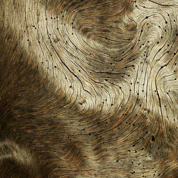 estructura de árbol con woodworm troncal - brown curve knotted wood striped fotografías e imágenes de stock