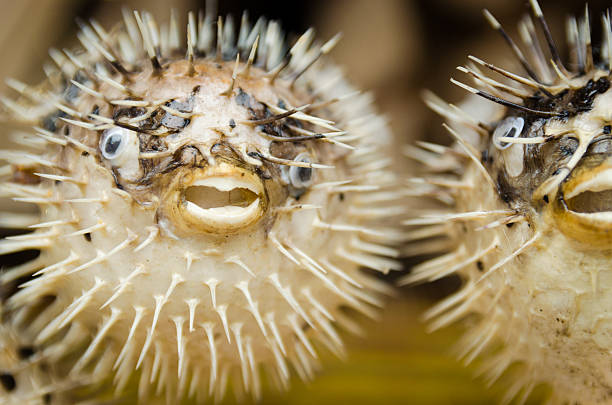 istock Dried Puffed Up Puffer Balloon Fish 153815447