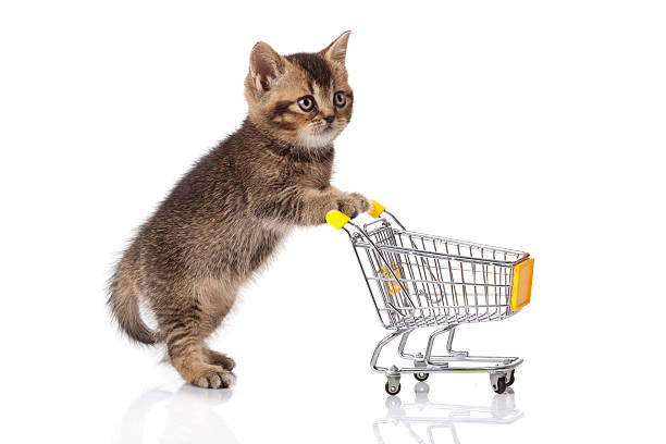 istock british cat with shopping cart isolated on white. kitten osolate 153815709