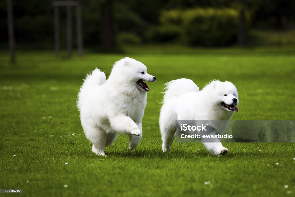 Samoyed dog Puppy Stock Photo