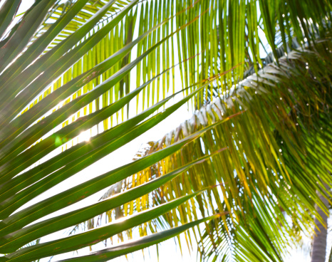 Tropical palm leaves with the sun filtering through