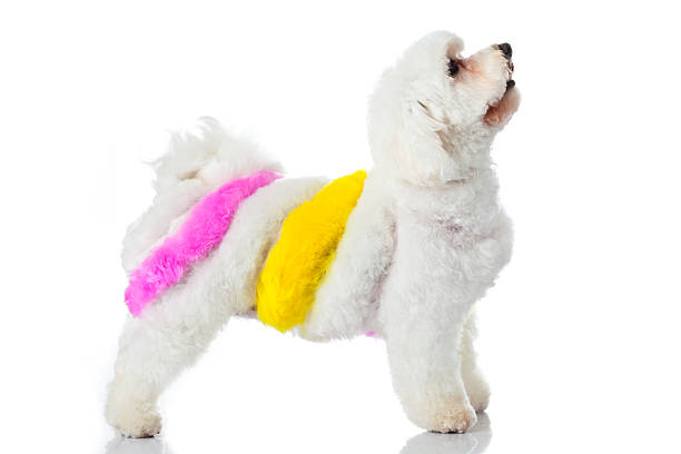 istock Adorable dog on white 153816365