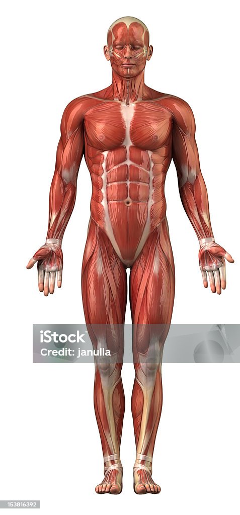 De hombre sistema muscular-Vista anterior aislado - Foto de stock de Músculo esquelético libre de derechos
