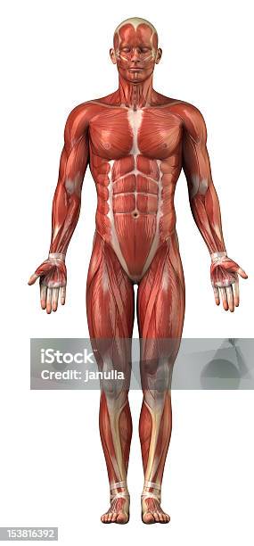 De Hombre Sistema Muscularvista Anterior Aislado Foto de stock y más banco de imágenes de Músculo esquelético - Músculo esquelético, Cuerpo humano, Musculoso