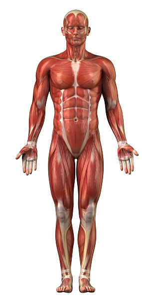 Man muscular system anterior view isolated Anatomy of human muscles deltoid photos stock pictures, royalty-free photos & images