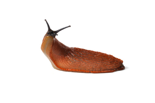 Macro of big Spanish Slug (Arion vulgaris) isolated on white background