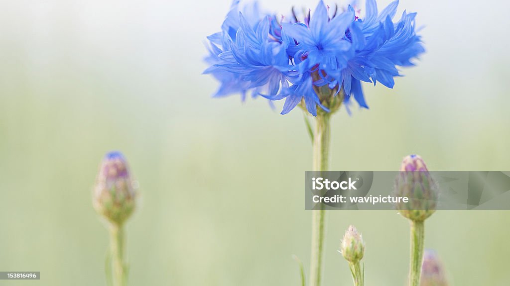Wild Centáurea ou bluebottle - Foto de stock de Agosto royalty-free
