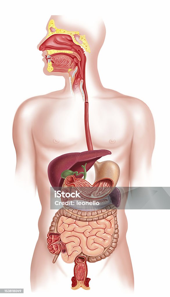 Sistema digestivo humano de unión (cutaway - Foto de stock de Sistema digestivo humano libre de derechos