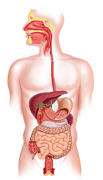 Human digestive system cutaway stock photo