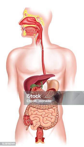 Human Digestive System Cutaway Stock Photo - Download Image Now - Human Digestive System, Anatomy, The Human Body