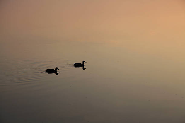 Two ducks reflected in water at surprise or sunset stock photo