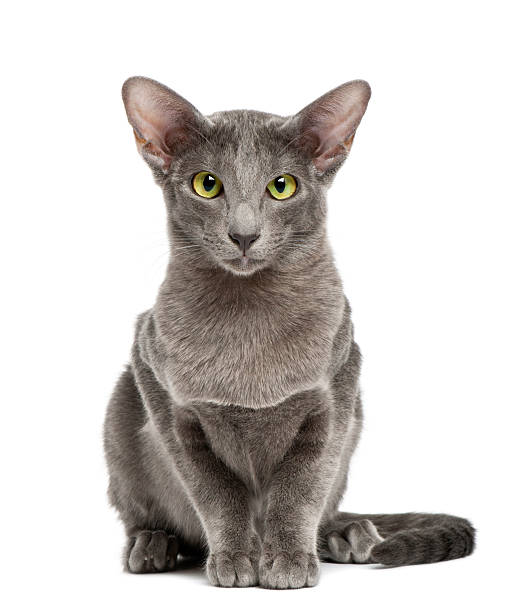 istock Oriental Shorthair, portrait against white background 153818318
