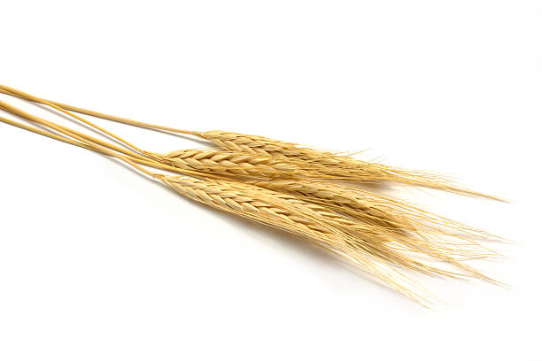 istock Group of golden barley on white background 153819171