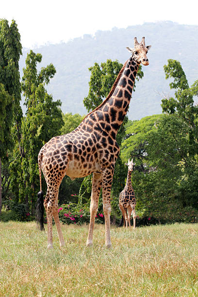 Two graceful and beautiful african origin giraffe standing stock photo
