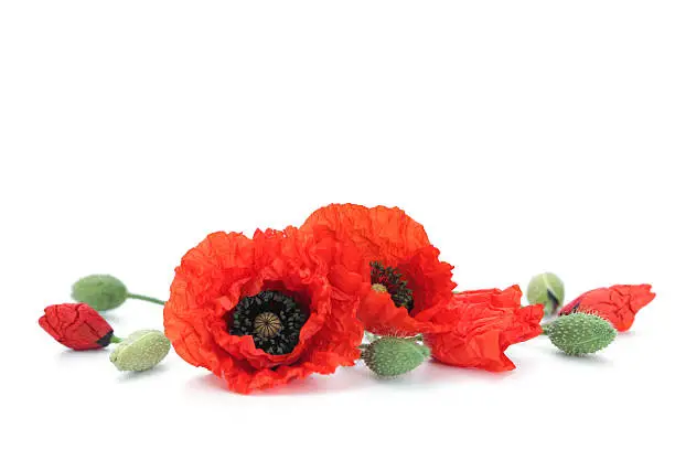 red poppies on white background - flowers and plants
