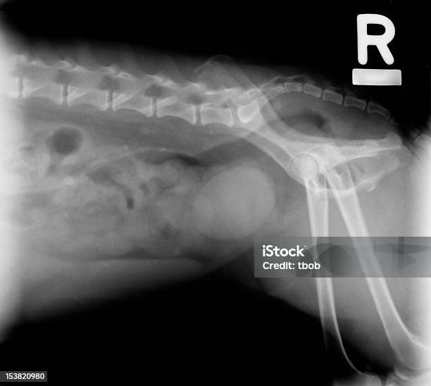 Bladder Stone In Small Dog Stock Photo - Download Image Now - X-ray Image, Dog, Medical X-ray