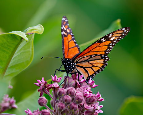 Monarch Butterfly sipping or drinking nectar from a milkweed plant with a blur green background in its environment and habitat surrounding.