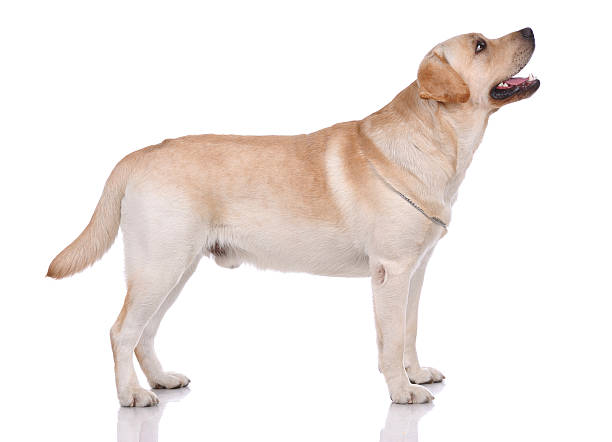 istock Portrait of labrador-retriever 153821777