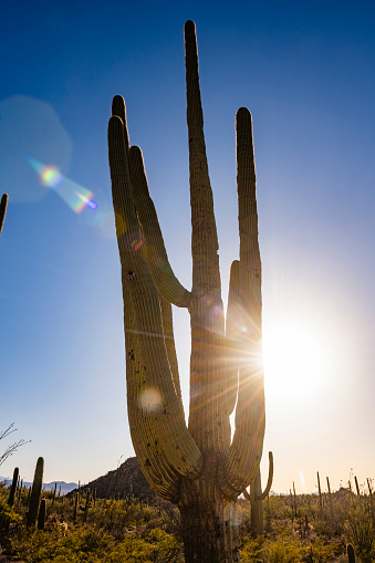 This is a photograph of a cactus in Saguaro National Park in Arizona, USA on a spring day.