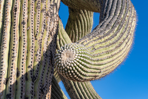 This is a close up photograph of a cactus in Saguaro National Park in Arizona, USA on a spring day.