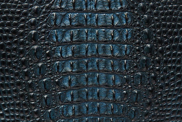 istock Blue freshwater crocodile bone skin texture background. 153823246