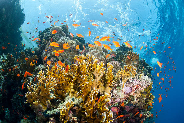 istock Vibrant and colourful underwater tropical coral reef scene, buzz 153823605