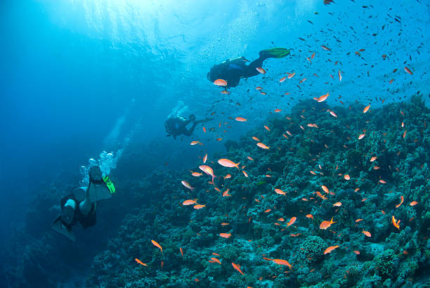 istock Scuba divers silhouettes over a tropical coral reef with Anthias 153823607