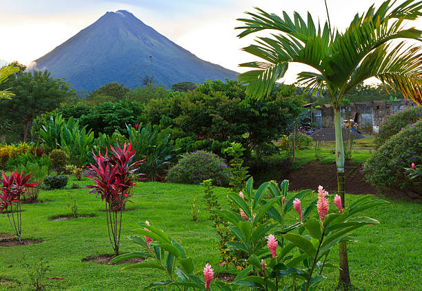 istock Arenal Volcano and Palm Tree 153824051