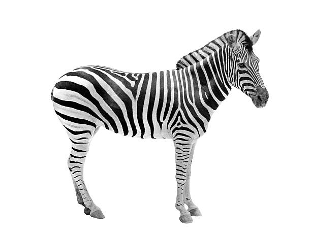istock African wild animal zebra showing beautiful black & white stripes 153824566