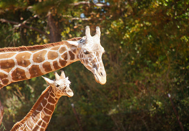 istock Mother and Child Giraffe 153824620