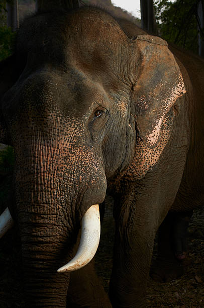 istock Asian Elephant Portrait 153824684