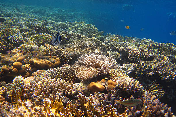 istock lot of coral 153824863